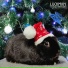 Luckman