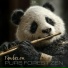 Pandazen