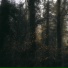 Trees Aside