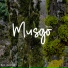 Musgo