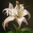 贾自