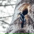 ASMR Birds in the Forest