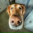 Hap Hap Happy Dog