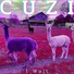 Cuzi