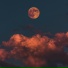 Moon Rabbit
