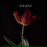 Evey