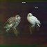 Dungen