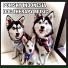 Pomsky Indonesia