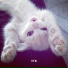 morphy