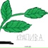 SHALNOI
