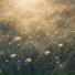 VANTOR, Sleep Music