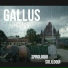 Gallus