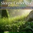 Sleepy Collective