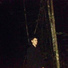 Knoos Angel