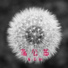童亞卿