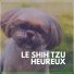 Musique pour Chiens