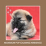 Dog Chill Out Music