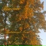 Illuminumb