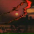Nakani
