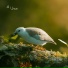 Unce