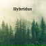 Hybridus