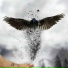 Phoenix feat. Tizian Stephan Pohl