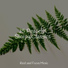 Regengeräusche, Shakuhachi Sakano, Sleep Music
