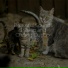 RelaxMyCat, Pet Care Club, Jazz Music for Cats