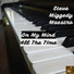 Steve Miggedy Maestro