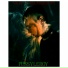 PYSSYLEROY