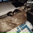 MacUser