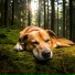 Dog Therapy Zone, Horace Ocean, Gentle Rain Club