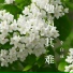 李白成