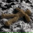 Erasitehnes Erastes
