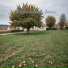 Antonpoët