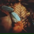 Rhucle