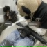 twinglockssh, litboydan, dexhenry