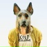 Cold Collective