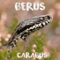 Carabus