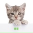 猫咪音乐