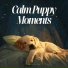Dog Sleep Academy