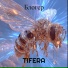 Tifera
