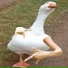Borus