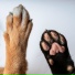 Pet Beats, Ocean HD, Sounds of Southeast Asia
