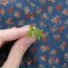 СЕНО