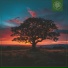 Lenny B, Beyond Moments, Beats for Trees