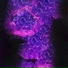 ESFIR