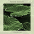 Forest Sounds