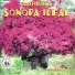 Marimba Sonora Ideal