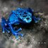 ELEON